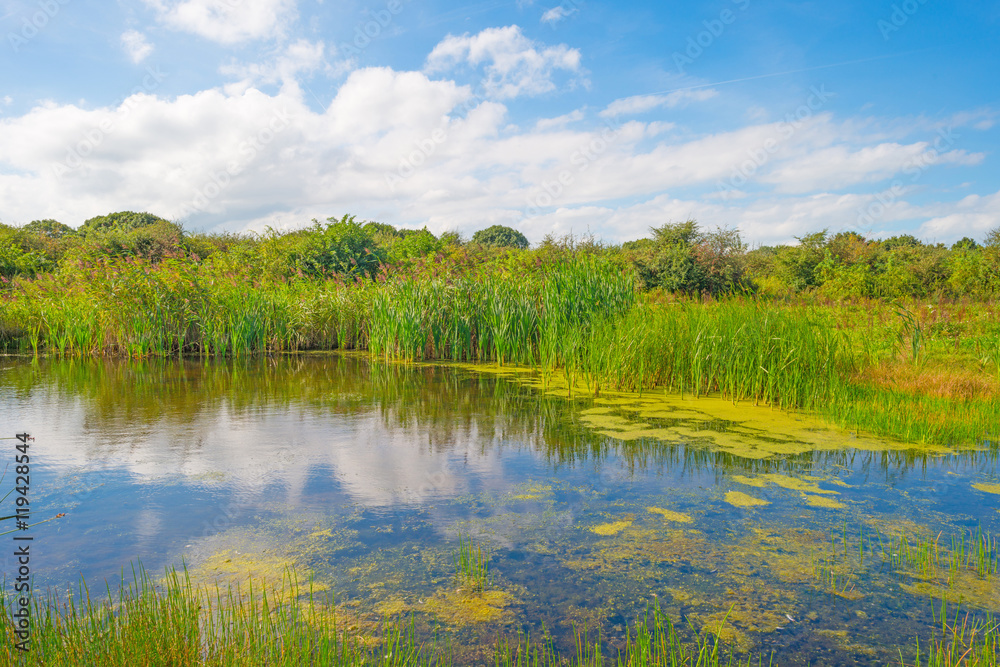 Shore of a lake in summer