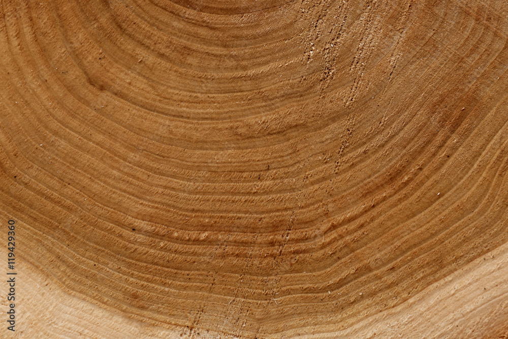 Fototapeta premium Round timber background, close up