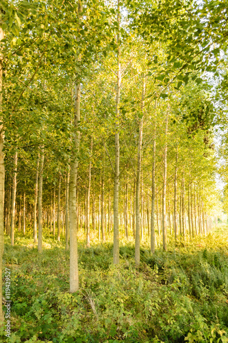 Young poplar forest in the summer