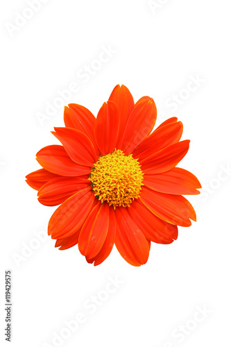orange flower color isolated background