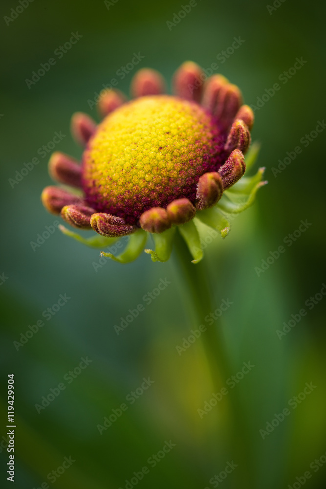 Colorful flower close-up macro photography Colorful flower close-up macro photography