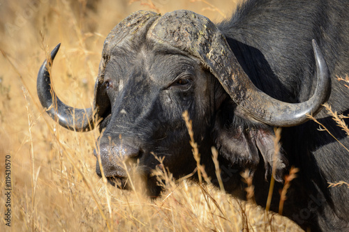 African buffalo or Cape buffalo  Syncerus caffer . Ruaha National Park. Tanzania