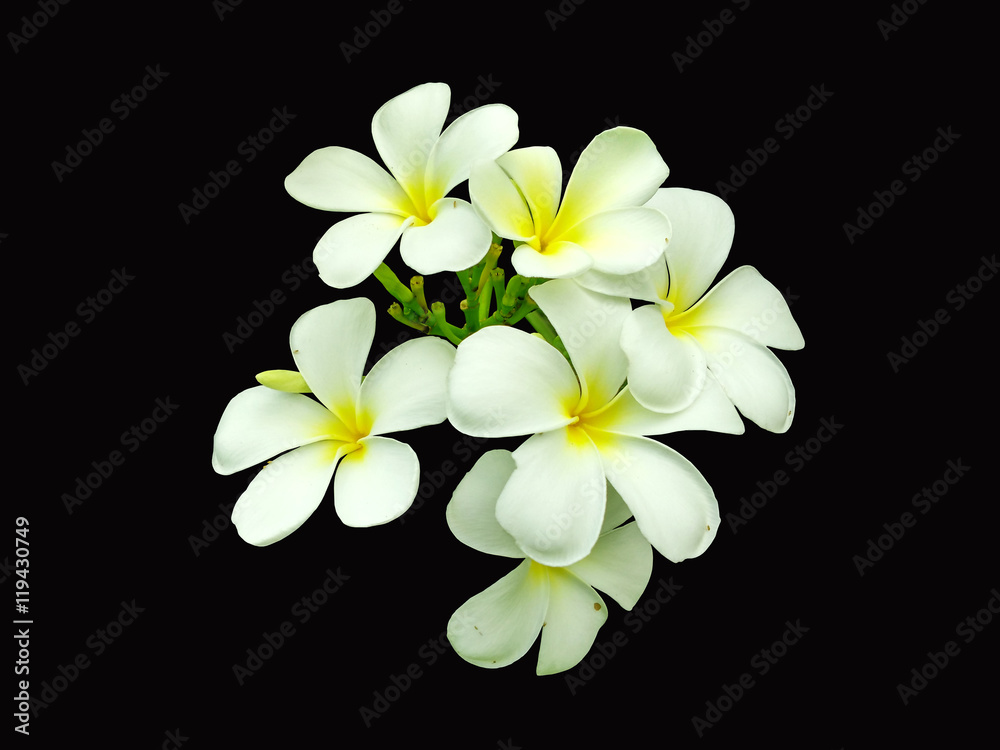 Fototapeta premium White flowers isolated on black color background