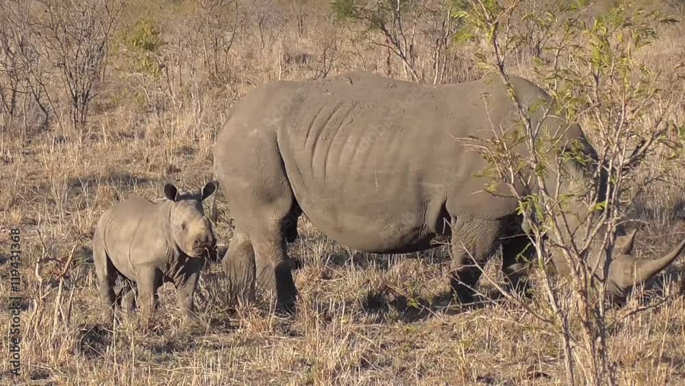 rhino and calf eating grass in the kruger national park of south africa rhino and calf eating grass in the kruger national park of south africa