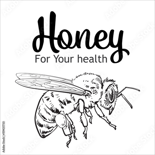Flying honey bee, sketch style vector illustration isolated on white background. Realistic drawing of a bumble bee flying to the hive, apiary icon