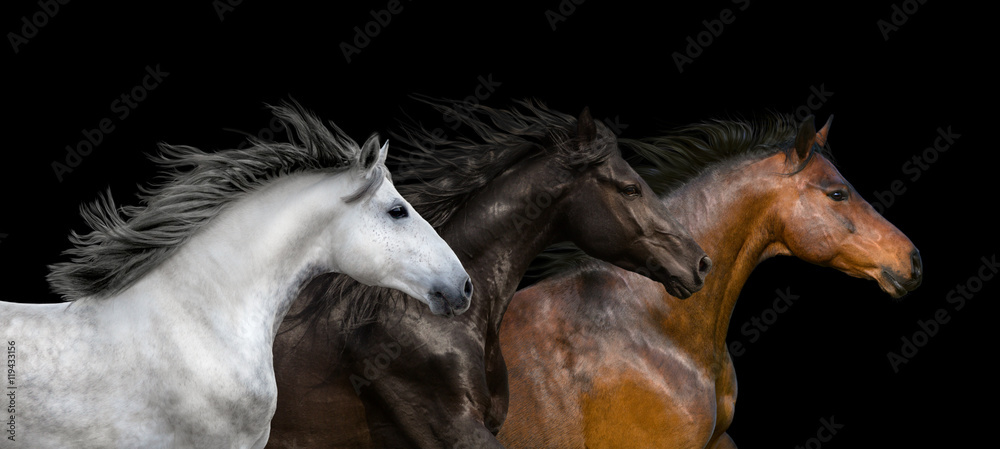 Horses portrait run isolated on black background