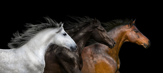 Horses portrait run isolated on black background