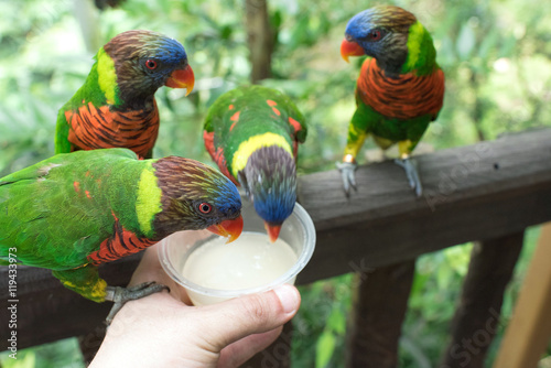 Canvas Print Feeding colorful birds (rainbow lorikeets)