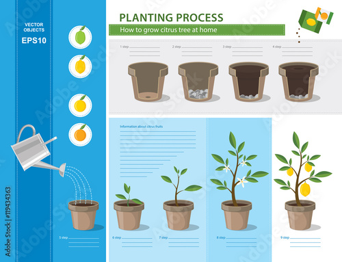 How to grow citrus tree at home easy step by step