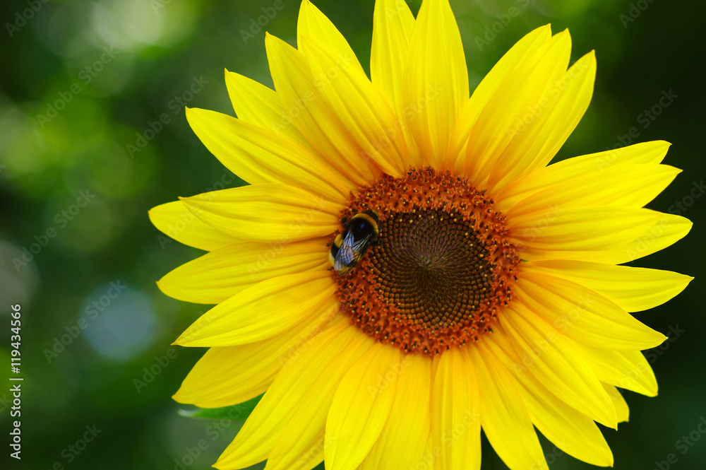Close up of sunflower