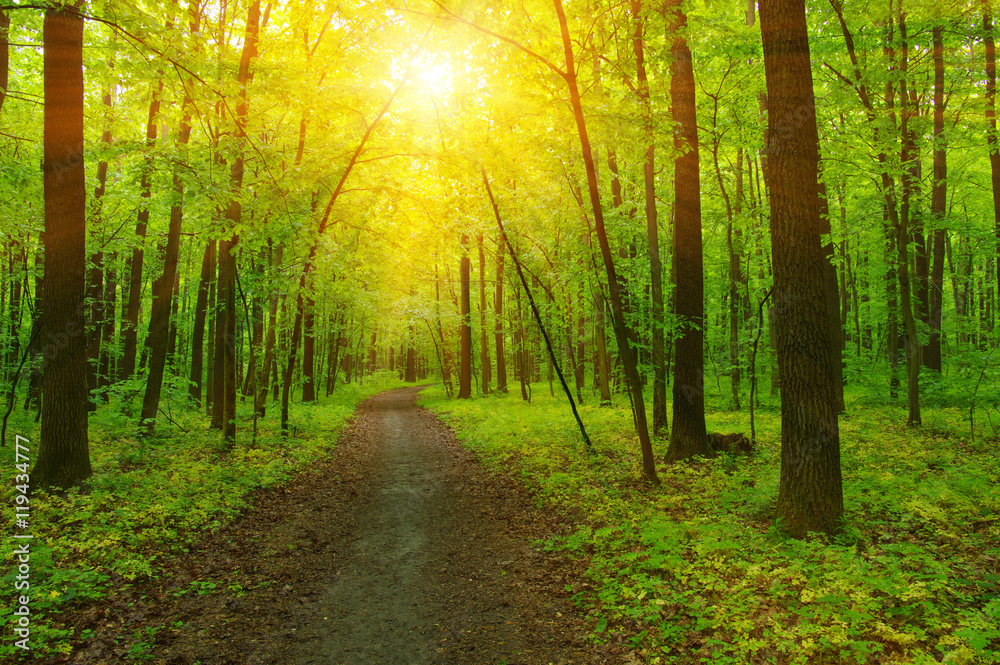 Forest and sun Forest and sun