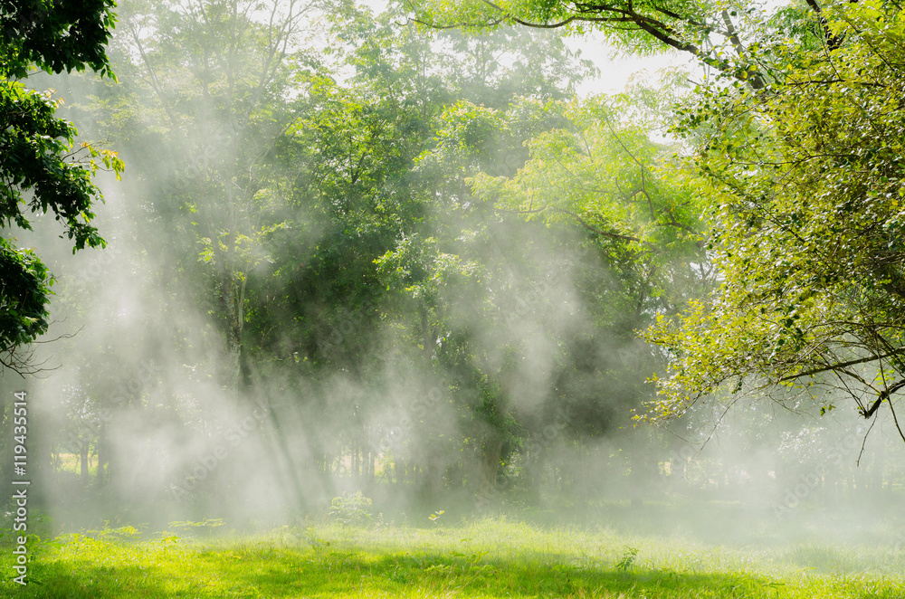 Fototapeta premium light through the trees in fog ,Rays Of Light , sun beam