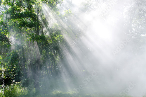 light through the trees in fog ,Rays Of Light , sun beam