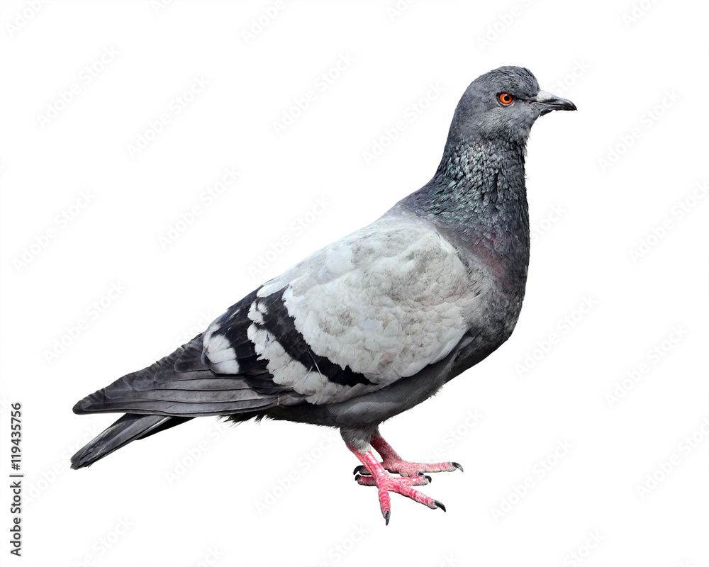 Fototapeta premium Feral Grey Pigeon