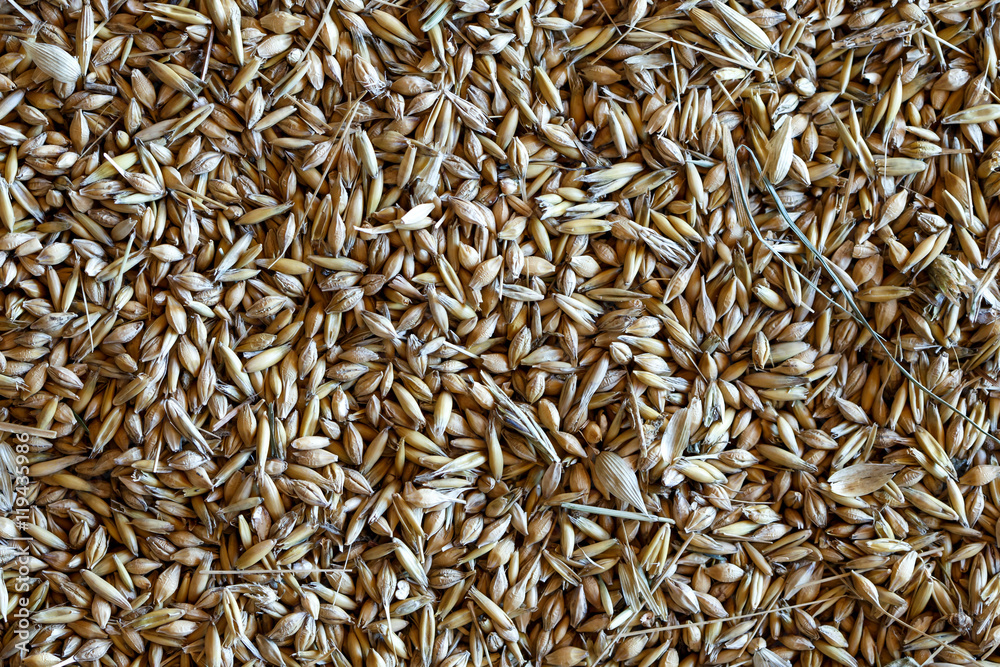 Background of mixed barley and oat seeds. Freshly harvested.