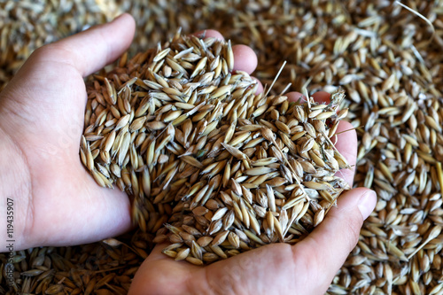 Child's hands holding mixed seeds of barley and oats. 