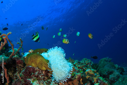 Fototapeta Naklejka Na Ścianę i Meble -  Coral reef and fish. Sea Anemone and Clownfish