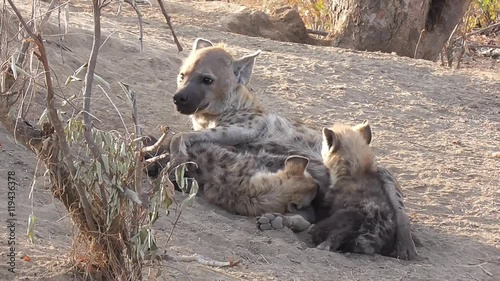 hyena suckling her babies in the kruger national park in south africa