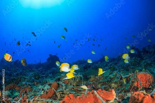 Coral reef underwater. Tropical fish butterflyfish