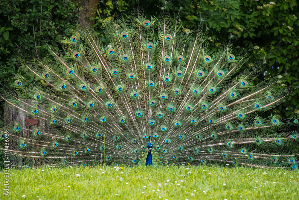Fototapeta premium balzender Pfau - Pavo cristatus