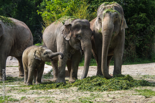 Asiatische Elefanten mit Jungtier © rudiernst