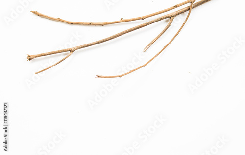 Branch isolated