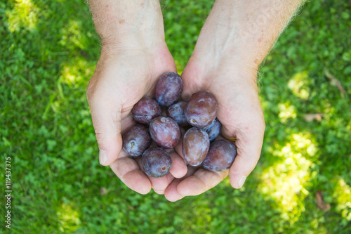 Tableau sur toile handful of ripe blue plums. hands with freshly harvested plums
