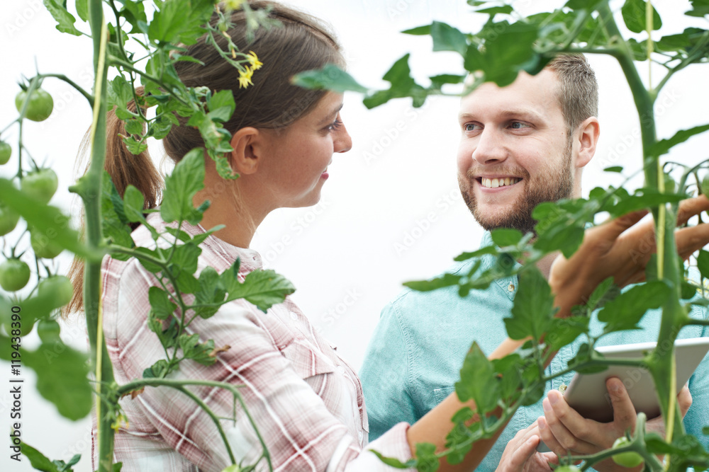 Fototapeta premium Agricultural Workers Checking Tomato Plants Using Digital Tablet