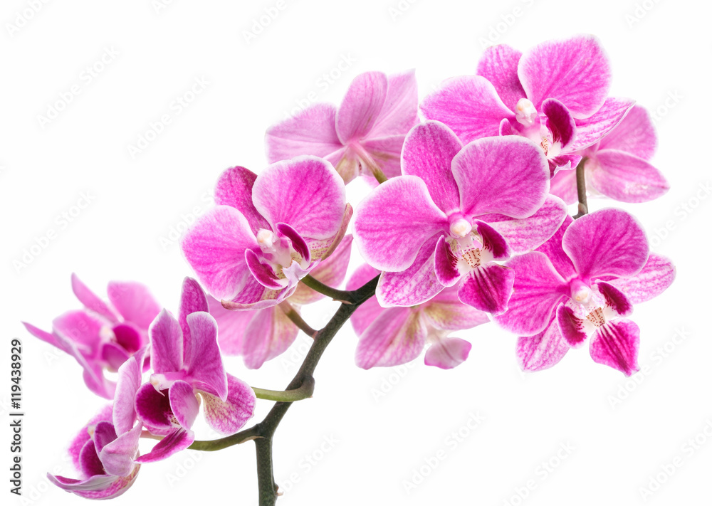 branch of pink orchids isolated on a white background branch of pink orchids isolated on a white background