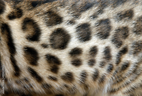 Fur Bengal cat