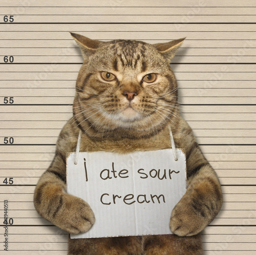 A cat has eaten sour cream without permission.