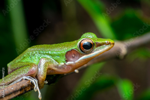 White-lipped Frog (Chalcorana labialis)