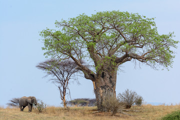 Leinwandbilder Baobab Elefant und Baobab im Ruaha Nationalpark  © Roger de la Harpe