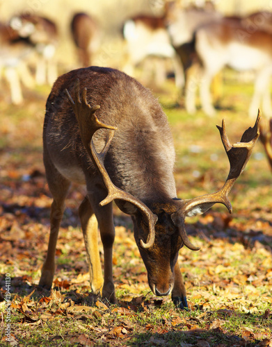 Fallow deer