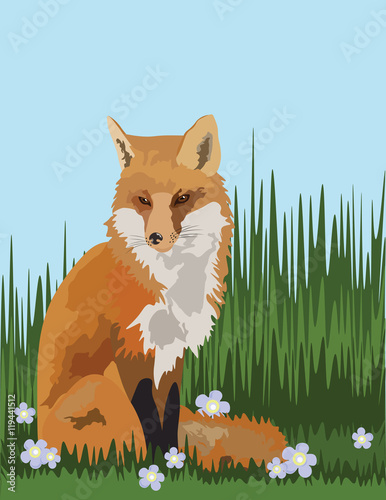 Fox in the field of grass Vector illustration