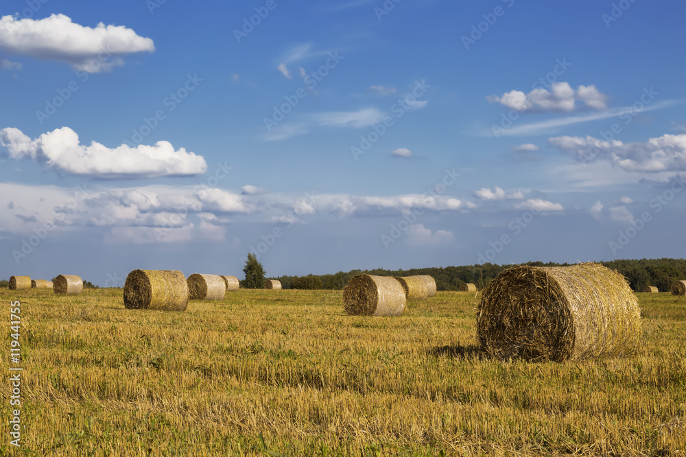 Straw rolls on farmer field in the summer