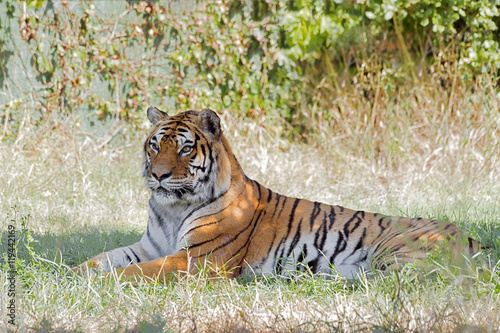 Tigre Italiana 