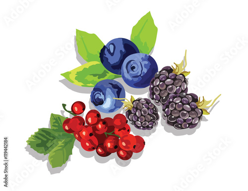 Blackberry, blueberry and cranberry fruit set Vector in Watercolor style