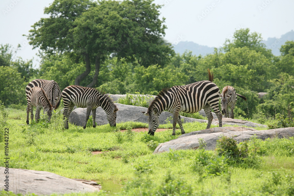 Obraz premium Zebra Botswana Africa savannah wild animal picture