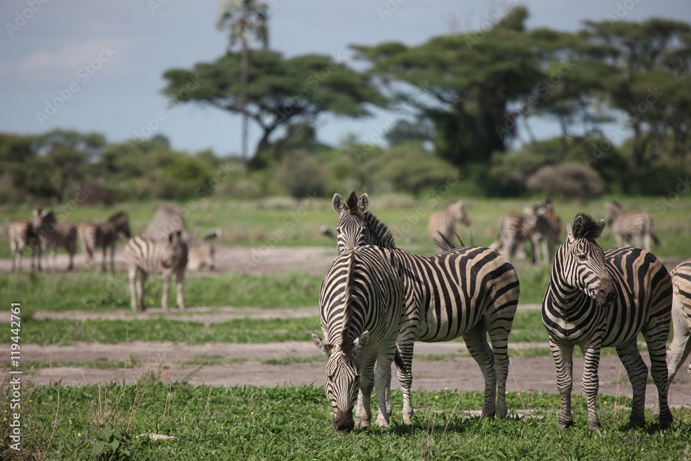 Obraz premium Zebra Botswana Africa savannah wild animal picture