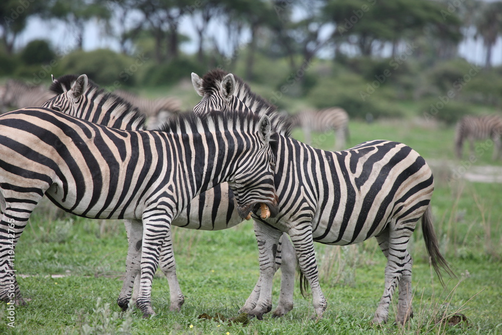 Zebra Botswana Africa savannah wild animal picture Zebra Botswana Africa savannah wild animal picture