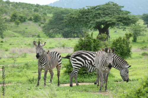 Zebra Botswana Africa savannah wild animal picture