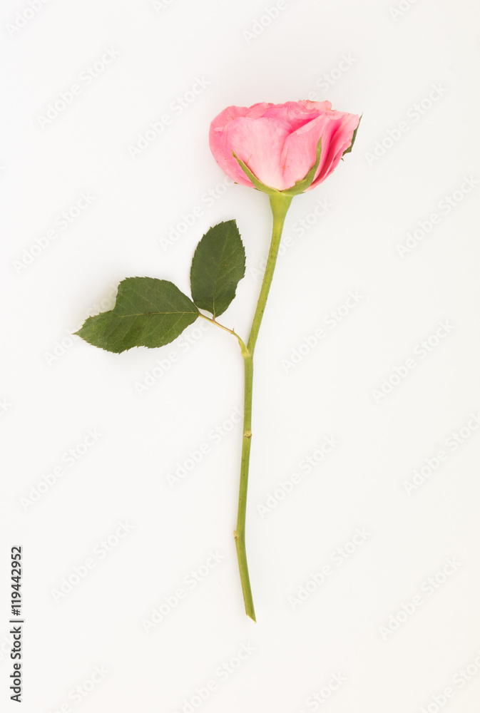 Pink rose with leaves isolated
