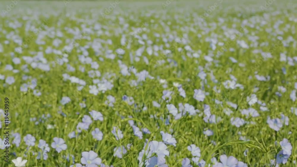 Flowering blue flax field. Flowering blue flax field.