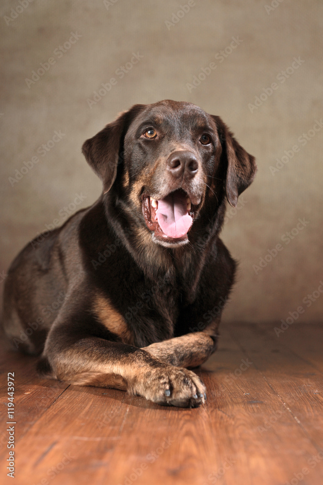Fototapeta premium Labrador Rottweiler-Mischling