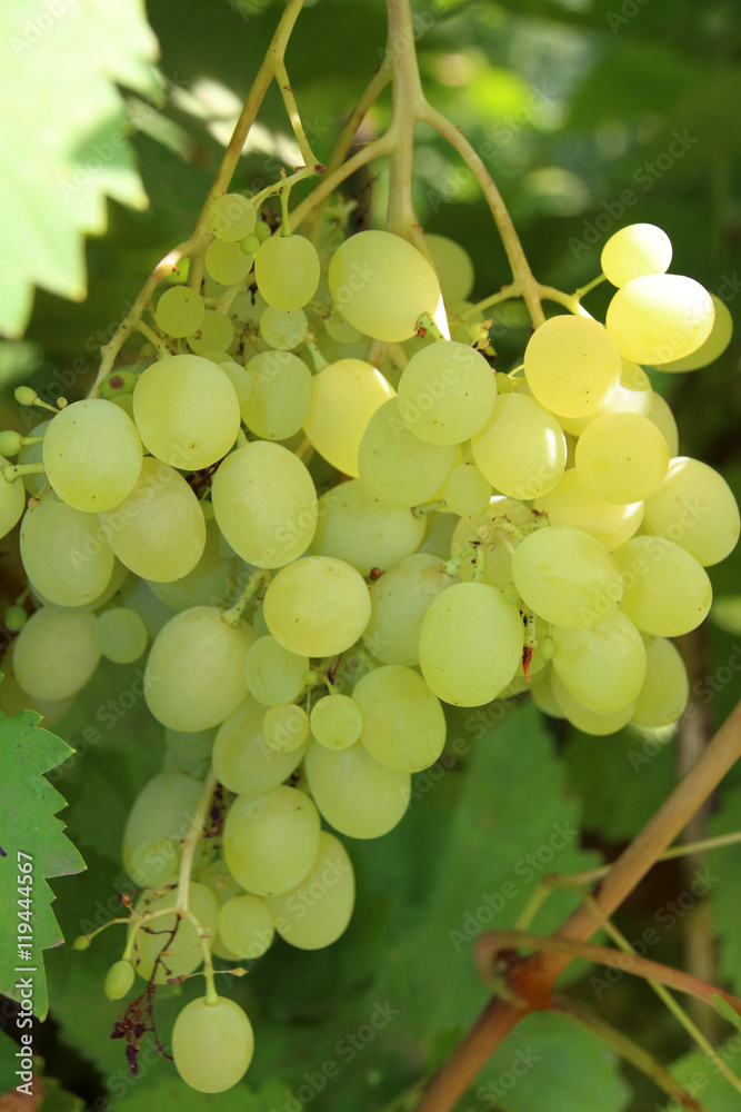 Bunch of a ripe cultivar white grape in the summer garden