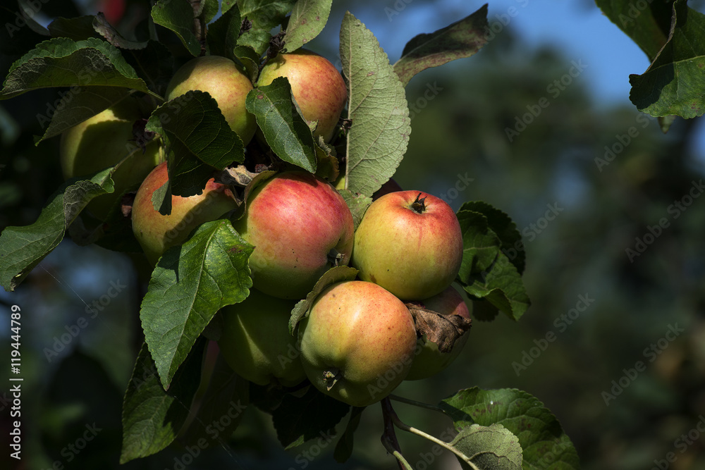 organic apples on a tree to harvest time