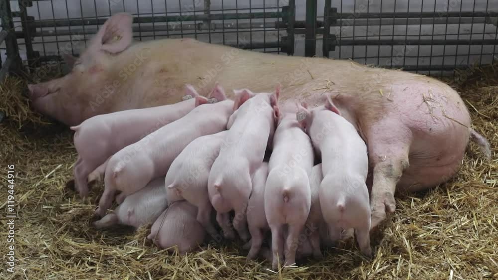 Hungry Piglets Sucking Big Sow at Farm