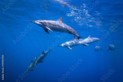 Dolphin Pod © lancesagar