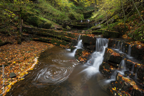 Enchanted Forest photo